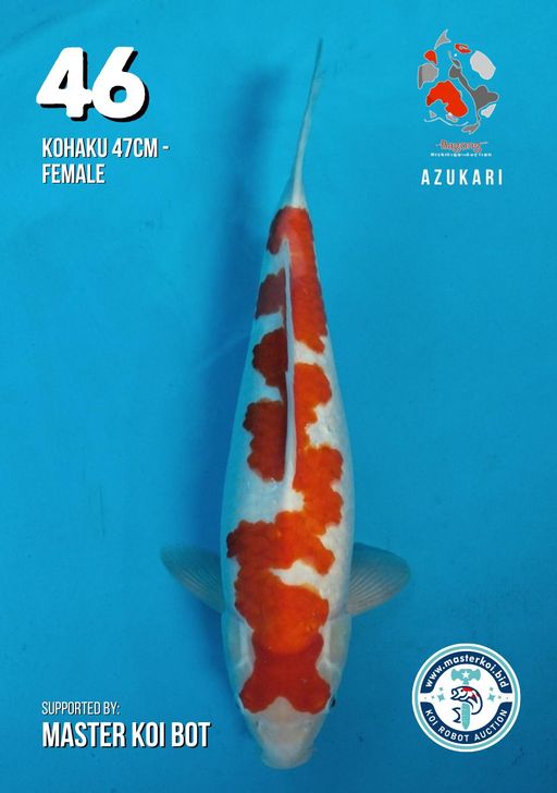 Lelang Koi Online, Jual Beli Ikan Koi, Pusat Jual Beli Koi, Info Lelang Koi Hari Ini, Platform Jual Beli Koi, Jual Beli Ikan Koi Online, Marketplace Ikan Koi, Jual Koi Terbaik, Tempat Beli Koi Berkualitas, Pasar Ikan Koi Online Terpercaya, Penjual Ikan Koi Terpercaya, Beli Koi Hias Online, Ikan Koi untuk Dijual, Koi Kualitas Terbaik, Toko Online Ikan Koi, Koi Hias Untuk Dijual, Jual Beli Ikan Koi Lokal, Koi Indonesia Online, Pusat Jual Beli Koi Terbesar