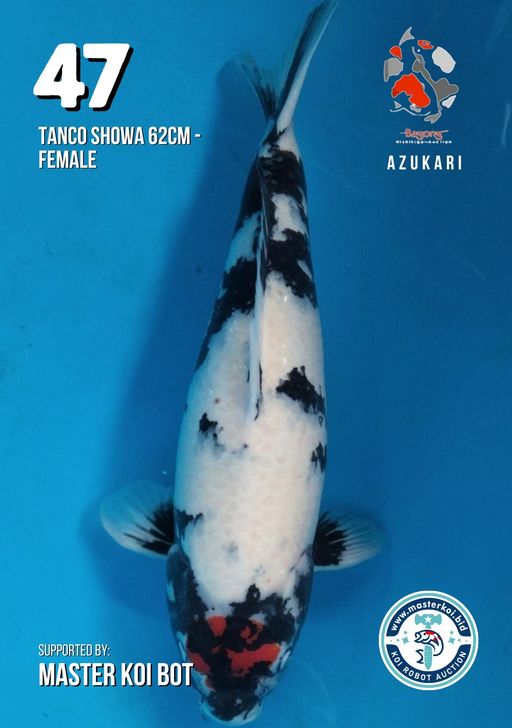 Lelang Koi Online, Jual Beli Ikan Koi, Pusat Jual Beli Koi, Info Lelang Koi Hari Ini, Platform Jual Beli Koi, Jual Beli Ikan Koi Online, Marketplace Ikan Koi, Jual Koi Terbaik, Tempat Beli Koi Berkualitas, Pasar Ikan Koi Online Terpercaya, Penjual Ikan Koi Terpercaya, Beli Koi Hias Online, Ikan Koi untuk Dijual, Koi Kualitas Terbaik, Toko Online Ikan Koi, Koi Hias Untuk Dijual, Jual Beli Ikan Koi Lokal, Koi Indonesia Online, Pusat Jual Beli Koi Terbesar