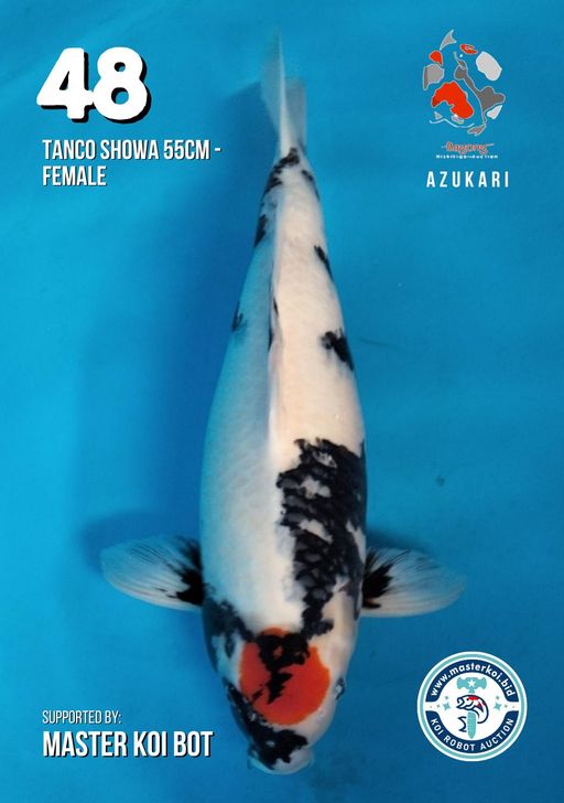 Lelang Koi Online, Jual Beli Ikan Koi, Pusat Jual Beli Koi, Info Lelang Koi Hari Ini, Platform Jual Beli Koi, Jual Beli Ikan Koi Online, Marketplace Ikan Koi, Jual Koi Terbaik, Tempat Beli Koi Berkualitas, Pasar Ikan Koi Online Terpercaya, Penjual Ikan Koi Terpercaya, Beli Koi Hias Online, Ikan Koi untuk Dijual, Koi Kualitas Terbaik, Toko Online Ikan Koi, Koi Hias Untuk Dijual, Jual Beli Ikan Koi Lokal, Koi Indonesia Online, Pusat Jual Beli Koi Terbesar