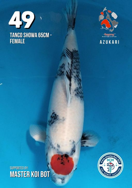 Lelang Koi Online, Jual Beli Ikan Koi, Pusat Jual Beli Koi, Info Lelang Koi Hari Ini, Platform Jual Beli Koi, Jual Beli Ikan Koi Online, Marketplace Ikan Koi, Jual Koi Terbaik, Tempat Beli Koi Berkualitas, Pasar Ikan Koi Online Terpercaya, Penjual Ikan Koi Terpercaya, Beli Koi Hias Online, Ikan Koi untuk Dijual, Koi Kualitas Terbaik, Toko Online Ikan Koi, Koi Hias Untuk Dijual, Jual Beli Ikan Koi Lokal, Koi Indonesia Online, Pusat Jual Beli Koi Terbesar