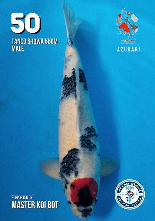 Lelang Koi Online, Jual Beli Ikan Koi, Pusat Jual Beli Koi, Info Lelang Koi Hari Ini, Platform Jual Beli Koi, Jual Beli Ikan Koi Online, Marketplace Ikan Koi, Jual Koi Terbaik, Tempat Beli Koi Berkualitas, Pasar Ikan Koi Online Terpercaya, Penjual Ikan Koi Terpercaya, Beli Koi Hias Online, Ikan Koi untuk Dijual, Koi Kualitas Terbaik, Toko Online Ikan Koi, Koi Hias Untuk Dijual, Jual Beli Ikan Koi Lokal, Koi Indonesia Online, Pusat Jual Beli Koi Terbesar