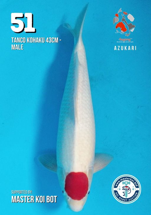 Lelang Koi Online, Jual Beli Ikan Koi, Pusat Jual Beli Koi, Info Lelang Koi Hari Ini, Platform Jual Beli Koi, Jual Beli Ikan Koi Online, Marketplace Ikan Koi, Jual Koi Terbaik, Tempat Beli Koi Berkualitas, Pasar Ikan Koi Online Terpercaya, Penjual Ikan Koi Terpercaya, Beli Koi Hias Online, Ikan Koi untuk Dijual, Koi Kualitas Terbaik, Toko Online Ikan Koi, Koi Hias Untuk Dijual, Jual Beli Ikan Koi Lokal, Koi Indonesia Online, Pusat Jual Beli Koi Terbesar