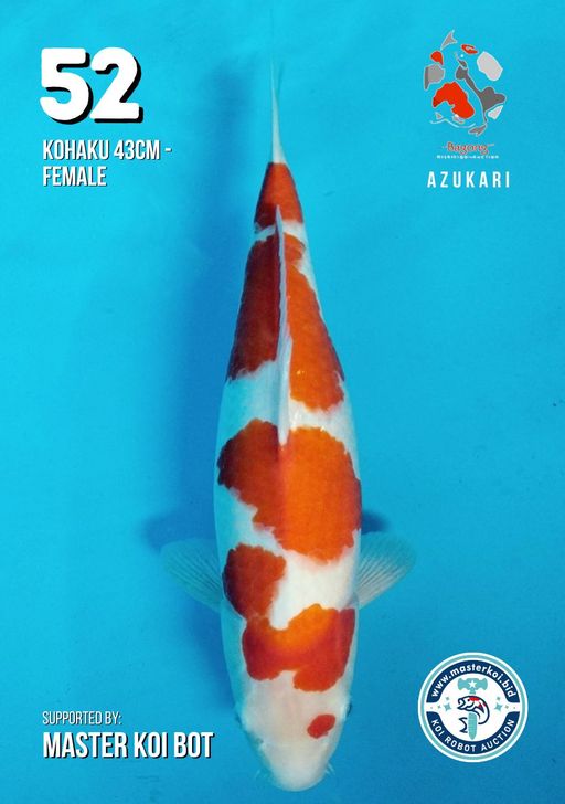 Lelang Koi Online, Jual Beli Ikan Koi, Pusat Jual Beli Koi, Info Lelang Koi Hari Ini, Platform Jual Beli Koi, Jual Beli Ikan Koi Online, Marketplace Ikan Koi, Jual Koi Terbaik, Tempat Beli Koi Berkualitas, Pasar Ikan Koi Online Terpercaya, Penjual Ikan Koi Terpercaya, Beli Koi Hias Online, Ikan Koi untuk Dijual, Koi Kualitas Terbaik, Toko Online Ikan Koi, Koi Hias Untuk Dijual, Jual Beli Ikan Koi Lokal, Koi Indonesia Online, Pusat Jual Beli Koi Terbesar