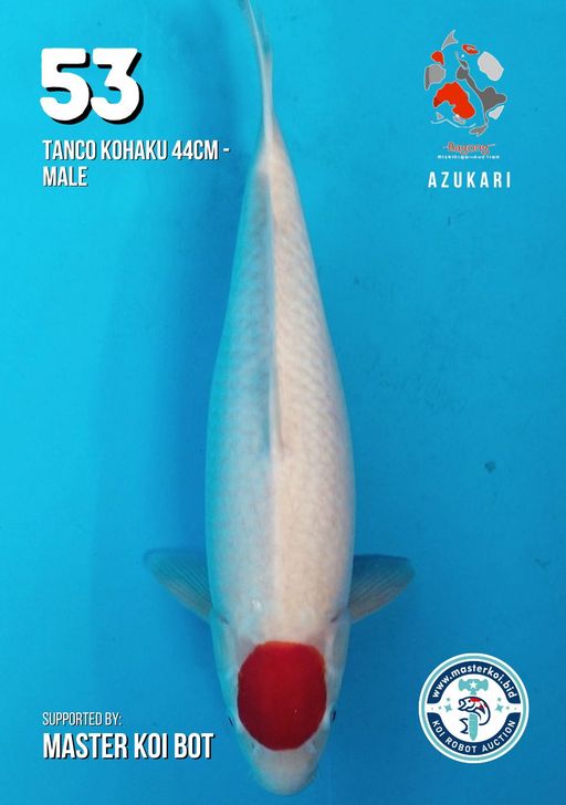 Lelang Koi Online, Jual Beli Ikan Koi, Pusat Jual Beli Koi, Info Lelang Koi Hari Ini, Platform Jual Beli Koi, Jual Beli Ikan Koi Online, Marketplace Ikan Koi, Jual Koi Terbaik, Tempat Beli Koi Berkualitas, Pasar Ikan Koi Online Terpercaya, Penjual Ikan Koi Terpercaya, Beli Koi Hias Online, Ikan Koi untuk Dijual, Koi Kualitas Terbaik, Toko Online Ikan Koi, Koi Hias Untuk Dijual, Jual Beli Ikan Koi Lokal, Koi Indonesia Online, Pusat Jual Beli Koi Terbesar