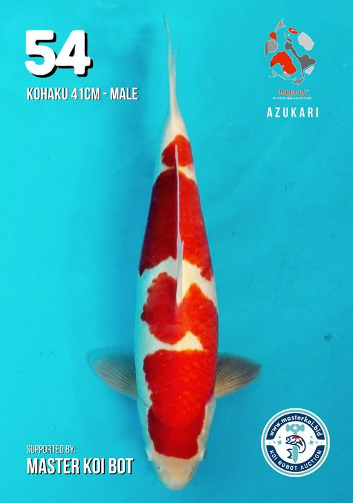 Lelang Koi Online, Jual Beli Ikan Koi, Pusat Jual Beli Koi, Info Lelang Koi Hari Ini, Platform Jual Beli Koi, Jual Beli Ikan Koi Online, Marketplace Ikan Koi, Jual Koi Terbaik, Tempat Beli Koi Berkualitas, Pasar Ikan Koi Online Terpercaya, Penjual Ikan Koi Terpercaya, Beli Koi Hias Online, Ikan Koi untuk Dijual, Koi Kualitas Terbaik, Toko Online Ikan Koi, Koi Hias Untuk Dijual, Jual Beli Ikan Koi Lokal, Koi Indonesia Online, Pusat Jual Beli Koi Terbesar