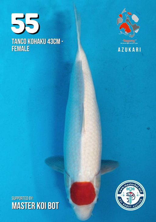 Lelang Koi Online, Jual Beli Ikan Koi, Pusat Jual Beli Koi, Info Lelang Koi Hari Ini, Platform Jual Beli Koi, Jual Beli Ikan Koi Online, Marketplace Ikan Koi, Jual Koi Terbaik, Tempat Beli Koi Berkualitas, Pasar Ikan Koi Online Terpercaya, Penjual Ikan Koi Terpercaya, Beli Koi Hias Online, Ikan Koi untuk Dijual, Koi Kualitas Terbaik, Toko Online Ikan Koi, Koi Hias Untuk Dijual, Jual Beli Ikan Koi Lokal, Koi Indonesia Online, Pusat Jual Beli Koi Terbesar