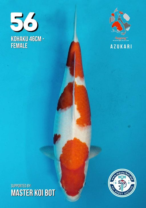 Lelang Koi Online, Jual Beli Ikan Koi, Pusat Jual Beli Koi, Info Lelang Koi Hari Ini, Platform Jual Beli Koi, Jual Beli Ikan Koi Online, Marketplace Ikan Koi, Jual Koi Terbaik, Tempat Beli Koi Berkualitas, Pasar Ikan Koi Online Terpercaya, Penjual Ikan Koi Terpercaya, Beli Koi Hias Online, Ikan Koi untuk Dijual, Koi Kualitas Terbaik, Toko Online Ikan Koi, Koi Hias Untuk Dijual, Jual Beli Ikan Koi Lokal, Koi Indonesia Online, Pusat Jual Beli Koi Terbesar