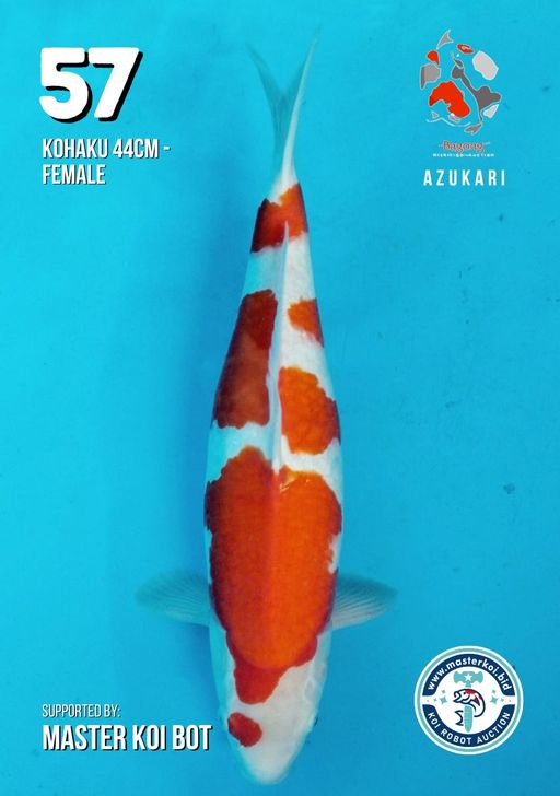 Lelang Koi Online, Jual Beli Ikan Koi, Pusat Jual Beli Koi, Info Lelang Koi Hari Ini, Platform Jual Beli Koi, Jual Beli Ikan Koi Online, Marketplace Ikan Koi, Jual Koi Terbaik, Tempat Beli Koi Berkualitas, Pasar Ikan Koi Online Terpercaya, Penjual Ikan Koi Terpercaya, Beli Koi Hias Online, Ikan Koi untuk Dijual, Koi Kualitas Terbaik, Toko Online Ikan Koi, Koi Hias Untuk Dijual, Jual Beli Ikan Koi Lokal, Koi Indonesia Online, Pusat Jual Beli Koi Terbesar