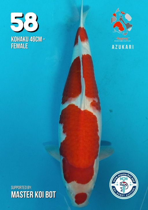 Lelang Koi Online, Jual Beli Ikan Koi, Pusat Jual Beli Koi, Info Lelang Koi Hari Ini, Platform Jual Beli Koi, Jual Beli Ikan Koi Online, Marketplace Ikan Koi, Jual Koi Terbaik, Tempat Beli Koi Berkualitas, Pasar Ikan Koi Online Terpercaya, Penjual Ikan Koi Terpercaya, Beli Koi Hias Online, Ikan Koi untuk Dijual, Koi Kualitas Terbaik, Toko Online Ikan Koi, Koi Hias Untuk Dijual, Jual Beli Ikan Koi Lokal, Koi Indonesia Online, Pusat Jual Beli Koi Terbesar