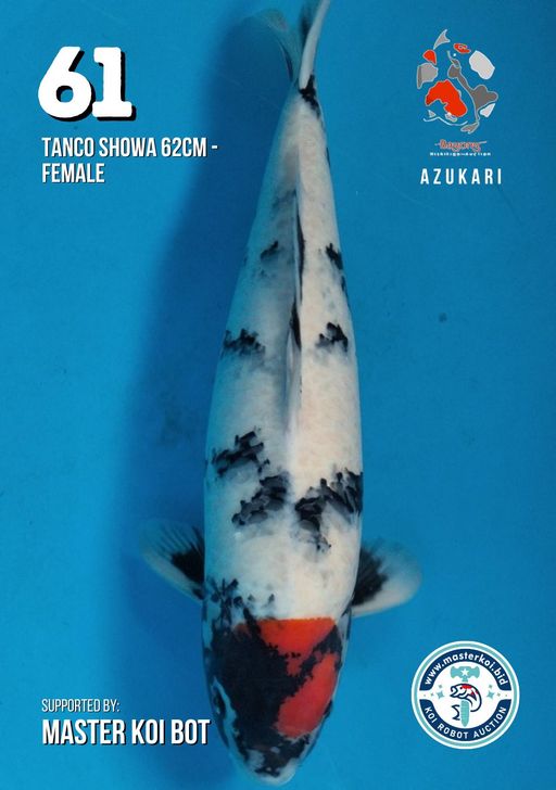 Lelang Koi Online, Jual Beli Ikan Koi, Pusat Jual Beli Koi, Info Lelang Koi Hari Ini, Platform Jual Beli Koi, Jual Beli Ikan Koi Online, Marketplace Ikan Koi, Jual Koi Terbaik, Tempat Beli Koi Berkualitas, Pasar Ikan Koi Online Terpercaya, Penjual Ikan Koi Terpercaya, Beli Koi Hias Online, Ikan Koi untuk Dijual, Koi Kualitas Terbaik, Toko Online Ikan Koi, Koi Hias Untuk Dijual, Jual Beli Ikan Koi Lokal, Koi Indonesia Online, Pusat Jual Beli Koi Terbesar