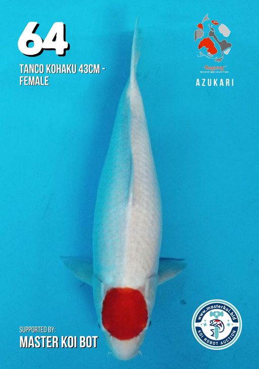 Lelang Koi Online, Jual Beli Ikan Koi, Pusat Jual Beli Koi, Info Lelang Koi Hari Ini, Platform Jual Beli Koi, Jual Beli Ikan Koi Online, Marketplace Ikan Koi, Jual Koi Terbaik, Tempat Beli Koi Berkualitas, Pasar Ikan Koi Online Terpercaya, Penjual Ikan Koi Terpercaya, Beli Koi Hias Online, Ikan Koi untuk Dijual, Koi Kualitas Terbaik, Toko Online Ikan Koi, Koi Hias Untuk Dijual, Jual Beli Ikan Koi Lokal, Koi Indonesia Online, Pusat Jual Beli Koi Terbesar