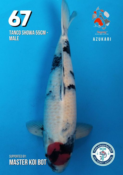 Lelang Koi Online, Jual Beli Ikan Koi, Pusat Jual Beli Koi, Info Lelang Koi Hari Ini, Platform Jual Beli Koi, Jual Beli Ikan Koi Online, Marketplace Ikan Koi, Jual Koi Terbaik, Tempat Beli Koi Berkualitas, Pasar Ikan Koi Online Terpercaya, Penjual Ikan Koi Terpercaya, Beli Koi Hias Online, Ikan Koi untuk Dijual, Koi Kualitas Terbaik, Toko Online Ikan Koi, Koi Hias Untuk Dijual, Jual Beli Ikan Koi Lokal, Koi Indonesia Online, Pusat Jual Beli Koi Terbesar