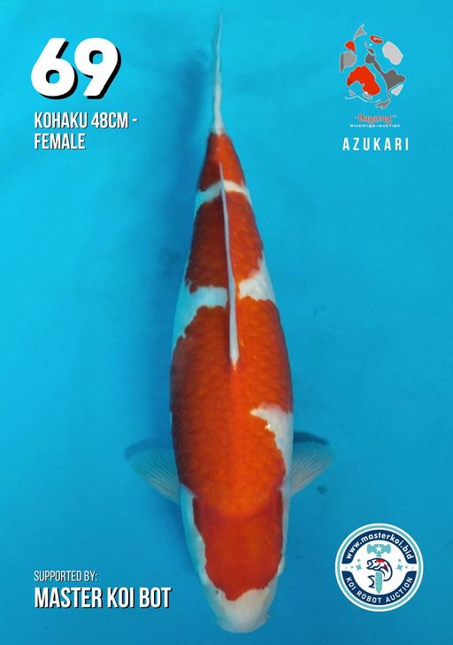 Lelang Koi Online, Jual Beli Ikan Koi, Pusat Jual Beli Koi, Info Lelang Koi Hari Ini, Platform Jual Beli Koi, Jual Beli Ikan Koi Online, Marketplace Ikan Koi, Jual Koi Terbaik, Tempat Beli Koi Berkualitas, Pasar Ikan Koi Online Terpercaya, Penjual Ikan Koi Terpercaya, Beli Koi Hias Online, Ikan Koi untuk Dijual, Koi Kualitas Terbaik, Toko Online Ikan Koi, Koi Hias Untuk Dijual, Jual Beli Ikan Koi Lokal, Koi Indonesia Online, Pusat Jual Beli Koi Terbesar