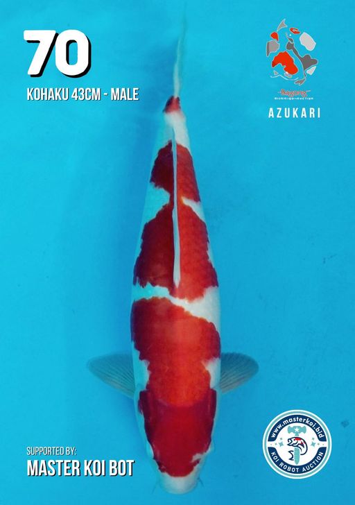 Lelang Koi Online, Jual Beli Ikan Koi, Pusat Jual Beli Koi, Info Lelang Koi Hari Ini, Platform Jual Beli Koi, Jual Beli Ikan Koi Online, Marketplace Ikan Koi, Jual Koi Terbaik, Tempat Beli Koi Berkualitas, Pasar Ikan Koi Online Terpercaya, Penjual Ikan Koi Terpercaya, Beli Koi Hias Online, Ikan Koi untuk Dijual, Koi Kualitas Terbaik, Toko Online Ikan Koi, Koi Hias Untuk Dijual, Jual Beli Ikan Koi Lokal, Koi Indonesia Online, Pusat Jual Beli Koi Terbesar