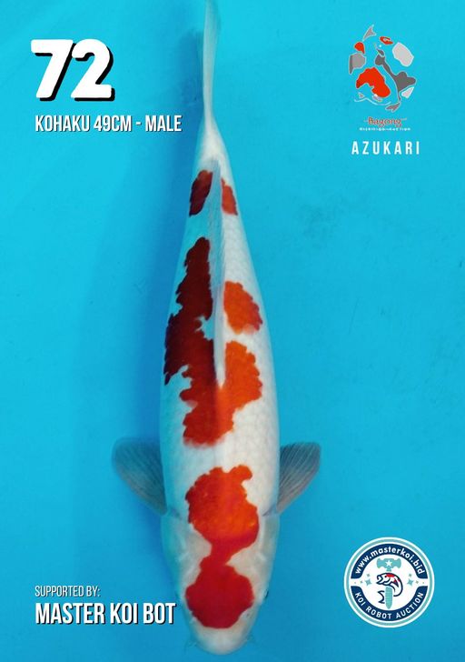 Lelang Koi Online, Jual Beli Ikan Koi, Pusat Jual Beli Koi, Info Lelang Koi Hari Ini, Platform Jual Beli Koi, Jual Beli Ikan Koi Online, Marketplace Ikan Koi, Jual Koi Terbaik, Tempat Beli Koi Berkualitas, Pasar Ikan Koi Online Terpercaya, Penjual Ikan Koi Terpercaya, Beli Koi Hias Online, Ikan Koi untuk Dijual, Koi Kualitas Terbaik, Toko Online Ikan Koi, Koi Hias Untuk Dijual, Jual Beli Ikan Koi Lokal, Koi Indonesia Online, Pusat Jual Beli Koi Terbesar