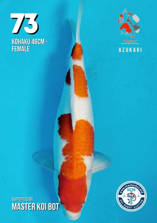 Lelang Koi Online, Jual Beli Ikan Koi, Pusat Jual Beli Koi, Info Lelang Koi Hari Ini, Platform Jual Beli Koi, Jual Beli Ikan Koi Online, Marketplace Ikan Koi, Jual Koi Terbaik, Tempat Beli Koi Berkualitas, Pasar Ikan Koi Online Terpercaya, Penjual Ikan Koi Terpercaya, Beli Koi Hias Online, Ikan Koi untuk Dijual, Koi Kualitas Terbaik, Toko Online Ikan Koi, Koi Hias Untuk Dijual, Jual Beli Ikan Koi Lokal, Koi Indonesia Online, Pusat Jual Beli Koi Terbesar