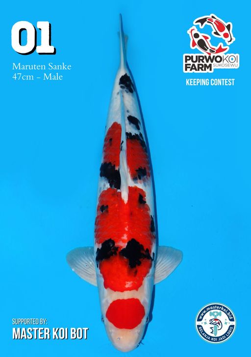 Lelang Koi Online, Jual Beli Ikan Koi, Pusat Jual Beli Koi, Info Lelang Koi Hari Ini, Platform Jual Beli Koi, Jual Beli Ikan Koi Online, Marketplace Ikan Koi, Jual Koi Terbaik, Tempat Beli Koi Berkualitas, Pasar Ikan Koi Online Terpercaya, Penjual Ikan Koi Terpercaya, Beli Koi Hias Online, Ikan Koi untuk Dijual, Koi Kualitas Terbaik, Toko Online Ikan Koi, Koi Hias Untuk Dijual, Jual Beli Ikan Koi Lokal, Koi Indonesia Online, Pusat Jual Beli Koi Terbesar