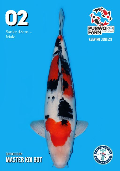 Lelang Koi Online, Jual Beli Ikan Koi, Pusat Jual Beli Koi, Info Lelang Koi Hari Ini, Platform Jual Beli Koi, Jual Beli Ikan Koi Online, Marketplace Ikan Koi, Jual Koi Terbaik, Tempat Beli Koi Berkualitas, Pasar Ikan Koi Online Terpercaya, Penjual Ikan Koi Terpercaya, Beli Koi Hias Online, Ikan Koi untuk Dijual, Koi Kualitas Terbaik, Toko Online Ikan Koi, Koi Hias Untuk Dijual, Jual Beli Ikan Koi Lokal, Koi Indonesia Online, Pusat Jual Beli Koi Terbesar