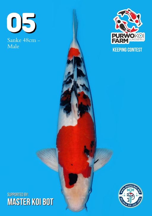 Lelang Koi Online, Jual Beli Ikan Koi, Pusat Jual Beli Koi, Info Lelang Koi Hari Ini, Platform Jual Beli Koi, Jual Beli Ikan Koi Online, Marketplace Ikan Koi, Jual Koi Terbaik, Tempat Beli Koi Berkualitas, Pasar Ikan Koi Online Terpercaya, Penjual Ikan Koi Terpercaya, Beli Koi Hias Online, Ikan Koi untuk Dijual, Koi Kualitas Terbaik, Toko Online Ikan Koi, Koi Hias Untuk Dijual, Jual Beli Ikan Koi Lokal, Koi Indonesia Online, Pusat Jual Beli Koi Terbesar