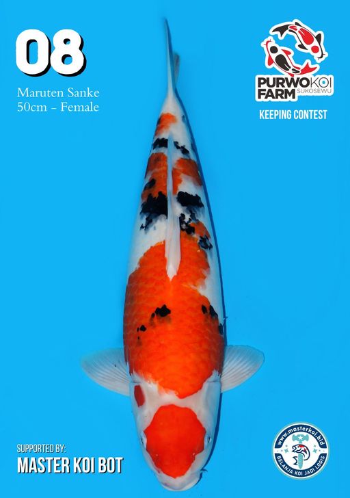 Lelang Koi Online, Jual Beli Ikan Koi, Pusat Jual Beli Koi, Info Lelang Koi Hari Ini, Platform Jual Beli Koi, Jual Beli Ikan Koi Online, Marketplace Ikan Koi, Jual Koi Terbaik, Tempat Beli Koi Berkualitas, Pasar Ikan Koi Online Terpercaya, Penjual Ikan Koi Terpercaya, Beli Koi Hias Online, Ikan Koi untuk Dijual, Koi Kualitas Terbaik, Toko Online Ikan Koi, Koi Hias Untuk Dijual, Jual Beli Ikan Koi Lokal, Koi Indonesia Online, Pusat Jual Beli Koi Terbesar