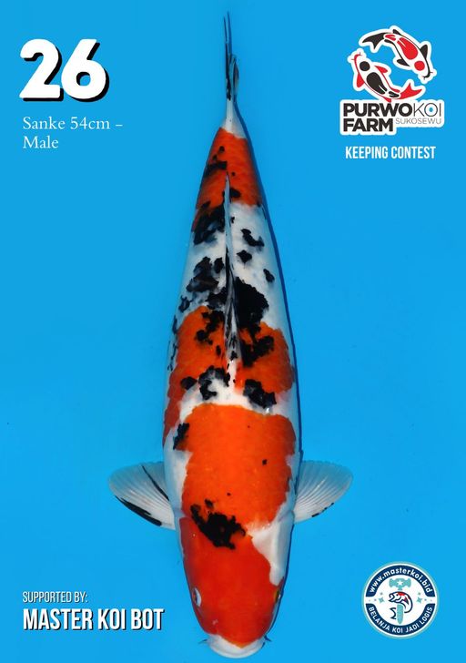 Lelang Koi Online, Jual Beli Ikan Koi, Pusat Jual Beli Koi, Info Lelang Koi Hari Ini, Platform Jual Beli Koi, Jual Beli Ikan Koi Online, Marketplace Ikan Koi, Jual Koi Terbaik, Tempat Beli Koi Berkualitas, Pasar Ikan Koi Online Terpercaya, Penjual Ikan Koi Terpercaya, Beli Koi Hias Online, Ikan Koi untuk Dijual, Koi Kualitas Terbaik, Toko Online Ikan Koi, Koi Hias Untuk Dijual, Jual Beli Ikan Koi Lokal, Koi Indonesia Online, Pusat Jual Beli Koi Terbesar