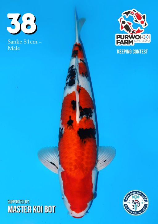 Lelang Koi Online, Jual Beli Ikan Koi, Pusat Jual Beli Koi, Info Lelang Koi Hari Ini, Platform Jual Beli Koi, Jual Beli Ikan Koi Online, Marketplace Ikan Koi, Jual Koi Terbaik, Tempat Beli Koi Berkualitas, Pasar Ikan Koi Online Terpercaya, Penjual Ikan Koi Terpercaya, Beli Koi Hias Online, Ikan Koi untuk Dijual, Koi Kualitas Terbaik, Toko Online Ikan Koi, Koi Hias Untuk Dijual, Jual Beli Ikan Koi Lokal, Koi Indonesia Online, Pusat Jual Beli Koi Terbesar