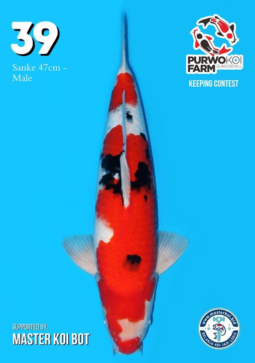 Lelang Koi Online, Jual Beli Ikan Koi, Pusat Jual Beli Koi, Info Lelang Koi Hari Ini, Platform Jual Beli Koi, Jual Beli Ikan Koi Online, Marketplace Ikan Koi, Jual Koi Terbaik, Tempat Beli Koi Berkualitas, Pasar Ikan Koi Online Terpercaya, Penjual Ikan Koi Terpercaya, Beli Koi Hias Online, Ikan Koi untuk Dijual, Koi Kualitas Terbaik, Toko Online Ikan Koi, Koi Hias Untuk Dijual, Jual Beli Ikan Koi Lokal, Koi Indonesia Online, Pusat Jual Beli Koi Terbesar
