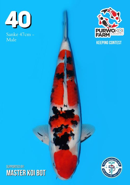 Lelang Koi Online, Jual Beli Ikan Koi, Pusat Jual Beli Koi, Info Lelang Koi Hari Ini, Platform Jual Beli Koi, Jual Beli Ikan Koi Online, Marketplace Ikan Koi, Jual Koi Terbaik, Tempat Beli Koi Berkualitas, Pasar Ikan Koi Online Terpercaya, Penjual Ikan Koi Terpercaya, Beli Koi Hias Online, Ikan Koi untuk Dijual, Koi Kualitas Terbaik, Toko Online Ikan Koi, Koi Hias Untuk Dijual, Jual Beli Ikan Koi Lokal, Koi Indonesia Online, Pusat Jual Beli Koi Terbesar