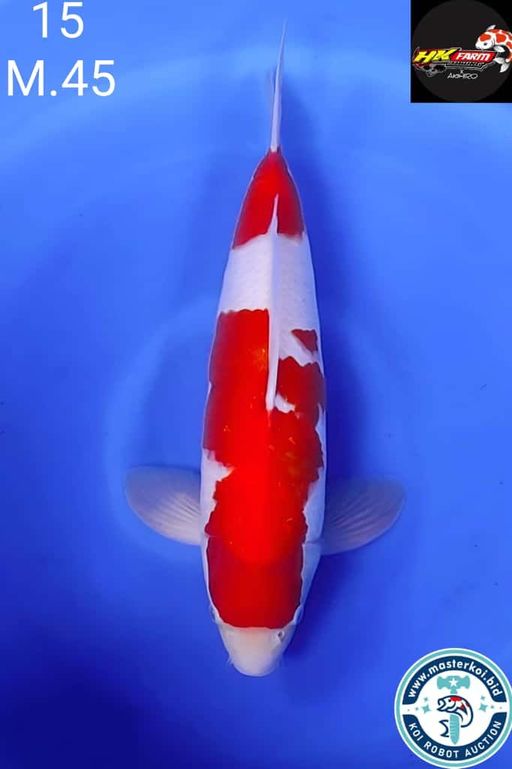 Lelang Koi Online, Jual Beli Ikan Koi, Pusat Jual Beli Koi, Info Lelang Koi Hari Ini, Platform Jual Beli Koi, Jual Beli Ikan Koi Online, Marketplace Ikan Koi, Jual Koi Terbaik, Tempat Beli Koi Berkualitas, Pasar Ikan Koi Online Terpercaya, Penjual Ikan Koi Terpercaya, Beli Koi Hias Online, Ikan Koi untuk Dijual, Koi Kualitas Terbaik, Toko Online Ikan Koi, Koi Hias Untuk Dijual, Jual Beli Ikan Koi Lokal, Koi Indonesia Online, Pusat Jual Beli Koi Terbesar