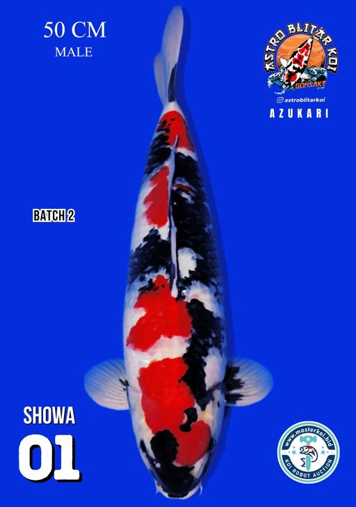 Lelang Koi Online, Jual Beli Ikan Koi, Pusat Jual Beli Koi, Info Lelang Koi Hari Ini, Platform Jual Beli Koi, Jual Beli Ikan Koi Online, Marketplace Ikan Koi, Jual Koi Terbaik, Tempat Beli Koi Berkualitas, Pasar Ikan Koi Online Terpercaya, Penjual Ikan Koi Terpercaya, Beli Koi Hias Online, Ikan Koi untuk Dijual, Koi Kualitas Terbaik, Toko Online Ikan Koi, Koi Hias Untuk Dijual, Jual Beli Ikan Koi Lokal, Koi Indonesia Online, Pusat Jual Beli Koi Terbesar