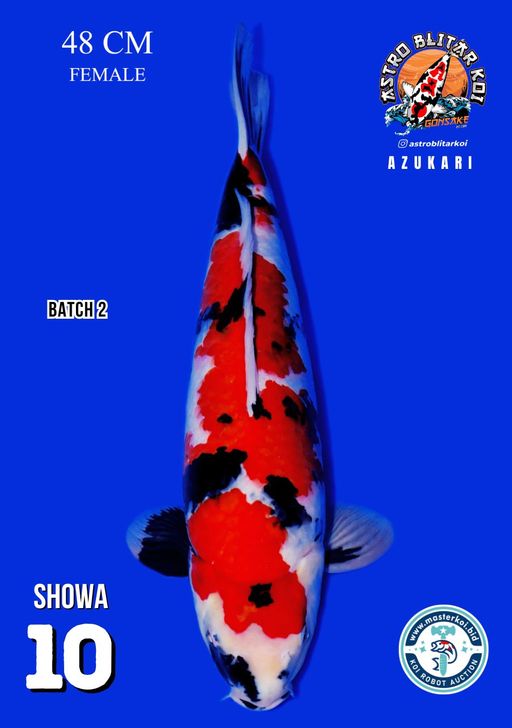 Lelang Koi Online, Jual Beli Ikan Koi, Pusat Jual Beli Koi, Info Lelang Koi Hari Ini, Platform Jual Beli Koi, Jual Beli Ikan Koi Online, Marketplace Ikan Koi, Jual Koi Terbaik, Tempat Beli Koi Berkualitas, Pasar Ikan Koi Online Terpercaya, Penjual Ikan Koi Terpercaya, Beli Koi Hias Online, Ikan Koi untuk Dijual, Koi Kualitas Terbaik, Toko Online Ikan Koi, Koi Hias Untuk Dijual, Jual Beli Ikan Koi Lokal, Koi Indonesia Online, Pusat Jual Beli Koi Terbesar