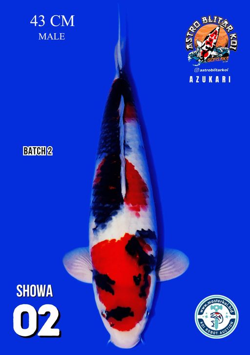 Lelang Koi Online, Jual Beli Ikan Koi, Pusat Jual Beli Koi, Info Lelang Koi Hari Ini, Platform Jual Beli Koi, Jual Beli Ikan Koi Online, Marketplace Ikan Koi, Jual Koi Terbaik, Tempat Beli Koi Berkualitas, Pasar Ikan Koi Online Terpercaya, Penjual Ikan Koi Terpercaya, Beli Koi Hias Online, Ikan Koi untuk Dijual, Koi Kualitas Terbaik, Toko Online Ikan Koi, Koi Hias Untuk Dijual, Jual Beli Ikan Koi Lokal, Koi Indonesia Online, Pusat Jual Beli Koi Terbesar