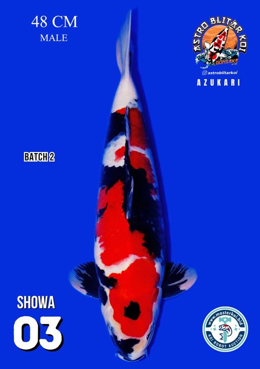 Lelang Koi Online, Jual Beli Ikan Koi, Pusat Jual Beli Koi, Info Lelang Koi Hari Ini, Platform Jual Beli Koi, Jual Beli Ikan Koi Online, Marketplace Ikan Koi, Jual Koi Terbaik, Tempat Beli Koi Berkualitas, Pasar Ikan Koi Online Terpercaya, Penjual Ikan Koi Terpercaya, Beli Koi Hias Online, Ikan Koi untuk Dijual, Koi Kualitas Terbaik, Toko Online Ikan Koi, Koi Hias Untuk Dijual, Jual Beli Ikan Koi Lokal, Koi Indonesia Online, Pusat Jual Beli Koi Terbesar