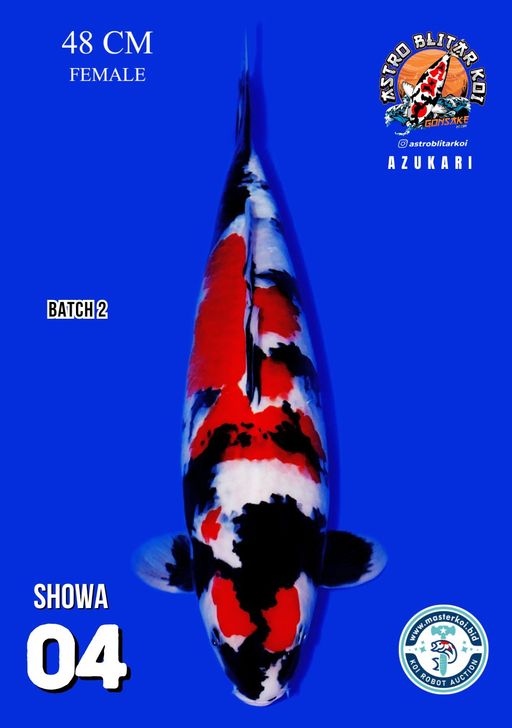 Lelang Koi Online, Jual Beli Ikan Koi, Pusat Jual Beli Koi, Info Lelang Koi Hari Ini, Platform Jual Beli Koi, Jual Beli Ikan Koi Online, Marketplace Ikan Koi, Jual Koi Terbaik, Tempat Beli Koi Berkualitas, Pasar Ikan Koi Online Terpercaya, Penjual Ikan Koi Terpercaya, Beli Koi Hias Online, Ikan Koi untuk Dijual, Koi Kualitas Terbaik, Toko Online Ikan Koi, Koi Hias Untuk Dijual, Jual Beli Ikan Koi Lokal, Koi Indonesia Online, Pusat Jual Beli Koi Terbesar