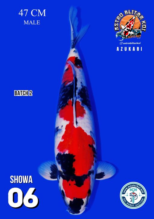 Lelang Koi Online, Jual Beli Ikan Koi, Pusat Jual Beli Koi, Info Lelang Koi Hari Ini, Platform Jual Beli Koi, Jual Beli Ikan Koi Online, Marketplace Ikan Koi, Jual Koi Terbaik, Tempat Beli Koi Berkualitas, Pasar Ikan Koi Online Terpercaya, Penjual Ikan Koi Terpercaya, Beli Koi Hias Online, Ikan Koi untuk Dijual, Koi Kualitas Terbaik, Toko Online Ikan Koi, Koi Hias Untuk Dijual, Jual Beli Ikan Koi Lokal, Koi Indonesia Online, Pusat Jual Beli Koi Terbesar