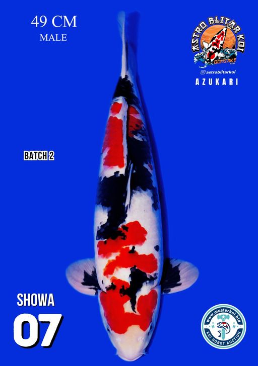 Lelang Koi Online, Jual Beli Ikan Koi, Pusat Jual Beli Koi, Info Lelang Koi Hari Ini, Platform Jual Beli Koi, Jual Beli Ikan Koi Online, Marketplace Ikan Koi, Jual Koi Terbaik, Tempat Beli Koi Berkualitas, Pasar Ikan Koi Online Terpercaya, Penjual Ikan Koi Terpercaya, Beli Koi Hias Online, Ikan Koi untuk Dijual, Koi Kualitas Terbaik, Toko Online Ikan Koi, Koi Hias Untuk Dijual, Jual Beli Ikan Koi Lokal, Koi Indonesia Online, Pusat Jual Beli Koi Terbesar