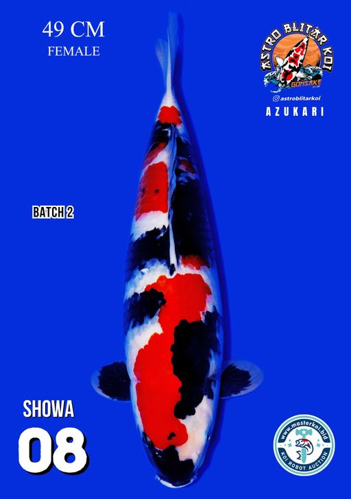 Lelang Koi Online, Jual Beli Ikan Koi, Pusat Jual Beli Koi, Info Lelang Koi Hari Ini, Platform Jual Beli Koi, Jual Beli Ikan Koi Online, Marketplace Ikan Koi, Jual Koi Terbaik, Tempat Beli Koi Berkualitas, Pasar Ikan Koi Online Terpercaya, Penjual Ikan Koi Terpercaya, Beli Koi Hias Online, Ikan Koi untuk Dijual, Koi Kualitas Terbaik, Toko Online Ikan Koi, Koi Hias Untuk Dijual, Jual Beli Ikan Koi Lokal, Koi Indonesia Online, Pusat Jual Beli Koi Terbesar