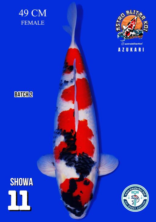 Lelang Koi Online, Jual Beli Ikan Koi, Pusat Jual Beli Koi, Info Lelang Koi Hari Ini, Platform Jual Beli Koi, Jual Beli Ikan Koi Online, Marketplace Ikan Koi, Jual Koi Terbaik, Tempat Beli Koi Berkualitas, Pasar Ikan Koi Online Terpercaya, Penjual Ikan Koi Terpercaya, Beli Koi Hias Online, Ikan Koi untuk Dijual, Koi Kualitas Terbaik, Toko Online Ikan Koi, Koi Hias Untuk Dijual, Jual Beli Ikan Koi Lokal, Koi Indonesia Online, Pusat Jual Beli Koi Terbesar