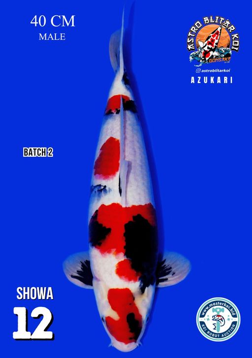 Lelang Koi Online, Jual Beli Ikan Koi, Pusat Jual Beli Koi, Info Lelang Koi Hari Ini, Platform Jual Beli Koi, Jual Beli Ikan Koi Online, Marketplace Ikan Koi, Jual Koi Terbaik, Tempat Beli Koi Berkualitas, Pasar Ikan Koi Online Terpercaya, Penjual Ikan Koi Terpercaya, Beli Koi Hias Online, Ikan Koi untuk Dijual, Koi Kualitas Terbaik, Toko Online Ikan Koi, Koi Hias Untuk Dijual, Jual Beli Ikan Koi Lokal, Koi Indonesia Online, Pusat Jual Beli Koi Terbesar