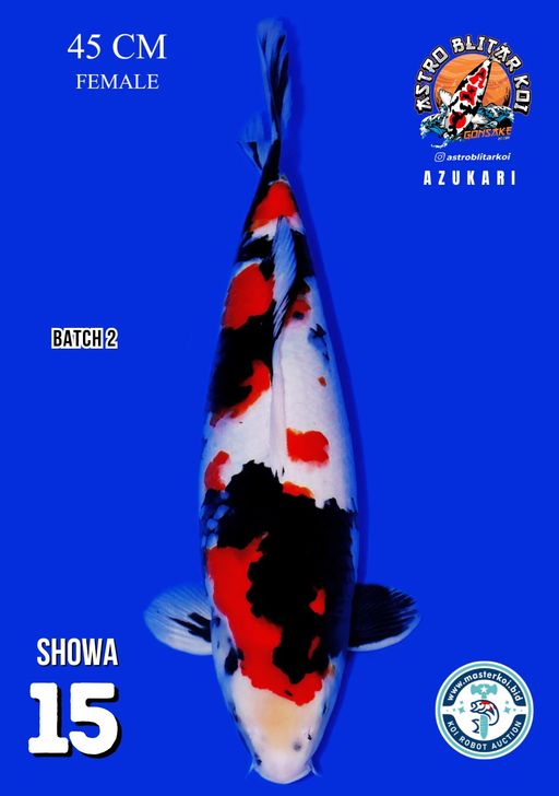 Lelang Koi Online, Jual Beli Ikan Koi, Pusat Jual Beli Koi, Info Lelang Koi Hari Ini, Platform Jual Beli Koi, Jual Beli Ikan Koi Online, Marketplace Ikan Koi, Jual Koi Terbaik, Tempat Beli Koi Berkualitas, Pasar Ikan Koi Online Terpercaya, Penjual Ikan Koi Terpercaya, Beli Koi Hias Online, Ikan Koi untuk Dijual, Koi Kualitas Terbaik, Toko Online Ikan Koi, Koi Hias Untuk Dijual, Jual Beli Ikan Koi Lokal, Koi Indonesia Online, Pusat Jual Beli Koi Terbesar