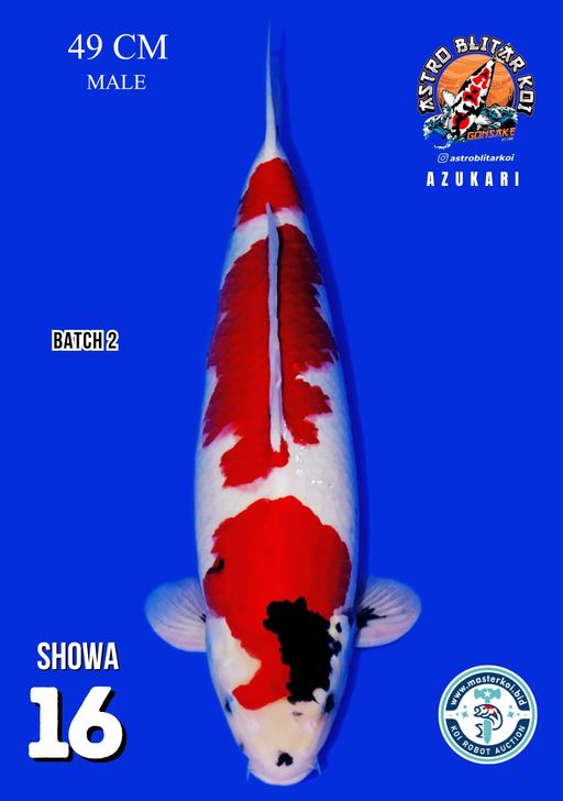 Lelang Koi Online, Jual Beli Ikan Koi, Pusat Jual Beli Koi, Info Lelang Koi Hari Ini, Platform Jual Beli Koi, Jual Beli Ikan Koi Online, Marketplace Ikan Koi, Jual Koi Terbaik, Tempat Beli Koi Berkualitas, Pasar Ikan Koi Online Terpercaya, Penjual Ikan Koi Terpercaya, Beli Koi Hias Online, Ikan Koi untuk Dijual, Koi Kualitas Terbaik, Toko Online Ikan Koi, Koi Hias Untuk Dijual, Jual Beli Ikan Koi Lokal, Koi Indonesia Online, Pusat Jual Beli Koi Terbesar