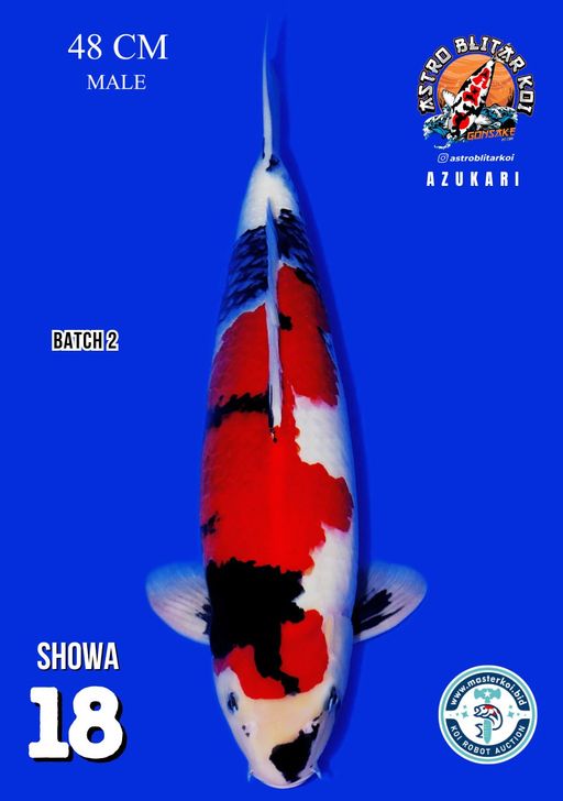 Lelang Koi Online, Jual Beli Ikan Koi, Pusat Jual Beli Koi, Info Lelang Koi Hari Ini, Platform Jual Beli Koi, Jual Beli Ikan Koi Online, Marketplace Ikan Koi, Jual Koi Terbaik, Tempat Beli Koi Berkualitas, Pasar Ikan Koi Online Terpercaya, Penjual Ikan Koi Terpercaya, Beli Koi Hias Online, Ikan Koi untuk Dijual, Koi Kualitas Terbaik, Toko Online Ikan Koi, Koi Hias Untuk Dijual, Jual Beli Ikan Koi Lokal, Koi Indonesia Online, Pusat Jual Beli Koi Terbesar