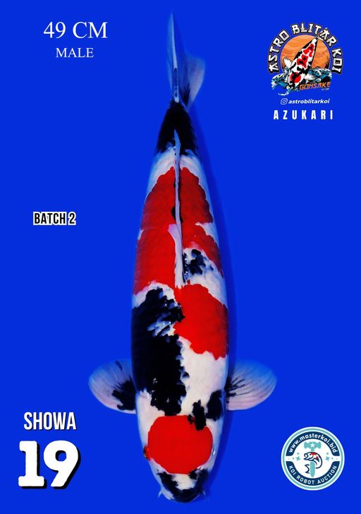 Lelang Koi Online, Jual Beli Ikan Koi, Pusat Jual Beli Koi, Info Lelang Koi Hari Ini, Platform Jual Beli Koi, Jual Beli Ikan Koi Online, Marketplace Ikan Koi, Jual Koi Terbaik, Tempat Beli Koi Berkualitas, Pasar Ikan Koi Online Terpercaya, Penjual Ikan Koi Terpercaya, Beli Koi Hias Online, Ikan Koi untuk Dijual, Koi Kualitas Terbaik, Toko Online Ikan Koi, Koi Hias Untuk Dijual, Jual Beli Ikan Koi Lokal, Koi Indonesia Online, Pusat Jual Beli Koi Terbesar