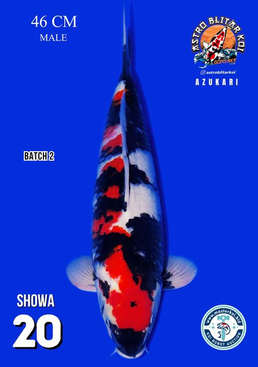 Lelang Koi Online, Jual Beli Ikan Koi, Pusat Jual Beli Koi, Info Lelang Koi Hari Ini, Platform Jual Beli Koi, Jual Beli Ikan Koi Online, Marketplace Ikan Koi, Jual Koi Terbaik, Tempat Beli Koi Berkualitas, Pasar Ikan Koi Online Terpercaya, Penjual Ikan Koi Terpercaya, Beli Koi Hias Online, Ikan Koi untuk Dijual, Koi Kualitas Terbaik, Toko Online Ikan Koi, Koi Hias Untuk Dijual, Jual Beli Ikan Koi Lokal, Koi Indonesia Online, Pusat Jual Beli Koi Terbesar