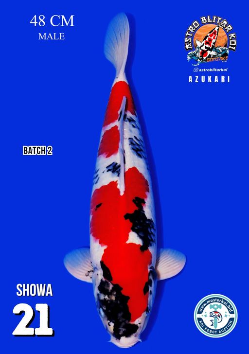 Lelang Koi Online, Jual Beli Ikan Koi, Pusat Jual Beli Koi, Info Lelang Koi Hari Ini, Platform Jual Beli Koi, Jual Beli Ikan Koi Online, Marketplace Ikan Koi, Jual Koi Terbaik, Tempat Beli Koi Berkualitas, Pasar Ikan Koi Online Terpercaya, Penjual Ikan Koi Terpercaya, Beli Koi Hias Online, Ikan Koi untuk Dijual, Koi Kualitas Terbaik, Toko Online Ikan Koi, Koi Hias Untuk Dijual, Jual Beli Ikan Koi Lokal, Koi Indonesia Online, Pusat Jual Beli Koi Terbesar