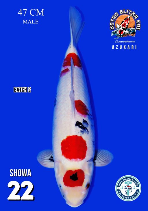 Lelang Koi Online, Jual Beli Ikan Koi, Pusat Jual Beli Koi, Info Lelang Koi Hari Ini, Platform Jual Beli Koi, Jual Beli Ikan Koi Online, Marketplace Ikan Koi, Jual Koi Terbaik, Tempat Beli Koi Berkualitas, Pasar Ikan Koi Online Terpercaya, Penjual Ikan Koi Terpercaya, Beli Koi Hias Online, Ikan Koi untuk Dijual, Koi Kualitas Terbaik, Toko Online Ikan Koi, Koi Hias Untuk Dijual, Jual Beli Ikan Koi Lokal, Koi Indonesia Online, Pusat Jual Beli Koi Terbesar