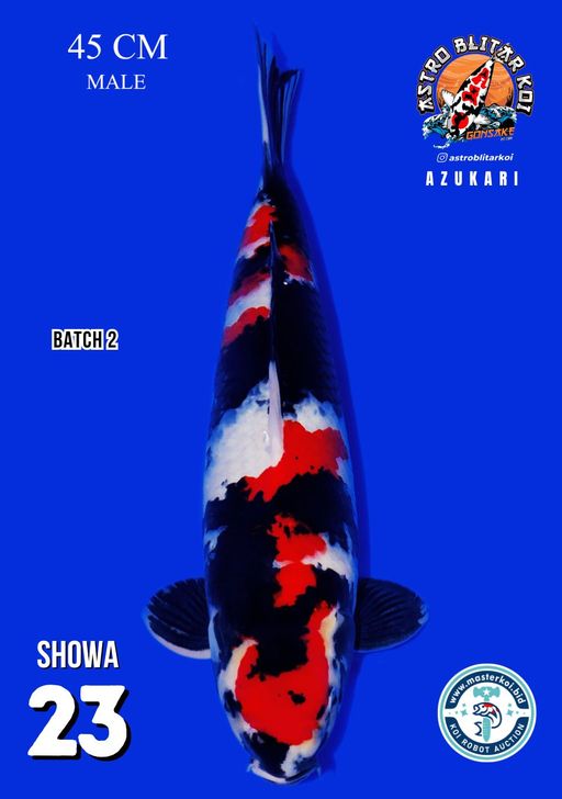 Lelang Koi Online, Jual Beli Ikan Koi, Pusat Jual Beli Koi, Info Lelang Koi Hari Ini, Platform Jual Beli Koi, Jual Beli Ikan Koi Online, Marketplace Ikan Koi, Jual Koi Terbaik, Tempat Beli Koi Berkualitas, Pasar Ikan Koi Online Terpercaya, Penjual Ikan Koi Terpercaya, Beli Koi Hias Online, Ikan Koi untuk Dijual, Koi Kualitas Terbaik, Toko Online Ikan Koi, Koi Hias Untuk Dijual, Jual Beli Ikan Koi Lokal, Koi Indonesia Online, Pusat Jual Beli Koi Terbesar