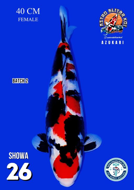 Lelang Koi Online, Jual Beli Ikan Koi, Pusat Jual Beli Koi, Info Lelang Koi Hari Ini, Platform Jual Beli Koi, Jual Beli Ikan Koi Online, Marketplace Ikan Koi, Jual Koi Terbaik, Tempat Beli Koi Berkualitas, Pasar Ikan Koi Online Terpercaya, Penjual Ikan Koi Terpercaya, Beli Koi Hias Online, Ikan Koi untuk Dijual, Koi Kualitas Terbaik, Toko Online Ikan Koi, Koi Hias Untuk Dijual, Jual Beli Ikan Koi Lokal, Koi Indonesia Online, Pusat Jual Beli Koi Terbesar