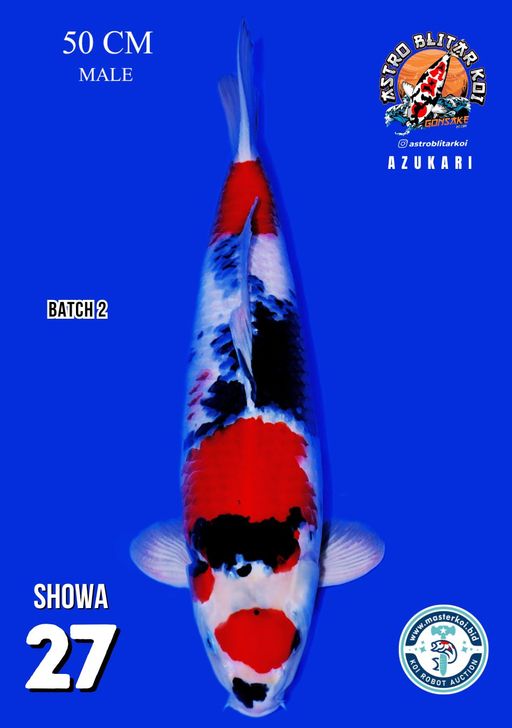 Lelang Koi Online, Jual Beli Ikan Koi, Pusat Jual Beli Koi, Info Lelang Koi Hari Ini, Platform Jual Beli Koi, Jual Beli Ikan Koi Online, Marketplace Ikan Koi, Jual Koi Terbaik, Tempat Beli Koi Berkualitas, Pasar Ikan Koi Online Terpercaya, Penjual Ikan Koi Terpercaya, Beli Koi Hias Online, Ikan Koi untuk Dijual, Koi Kualitas Terbaik, Toko Online Ikan Koi, Koi Hias Untuk Dijual, Jual Beli Ikan Koi Lokal, Koi Indonesia Online, Pusat Jual Beli Koi Terbesar