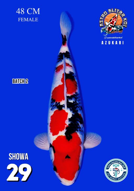 Lelang Koi Online, Jual Beli Ikan Koi, Pusat Jual Beli Koi, Info Lelang Koi Hari Ini, Platform Jual Beli Koi, Jual Beli Ikan Koi Online, Marketplace Ikan Koi, Jual Koi Terbaik, Tempat Beli Koi Berkualitas, Pasar Ikan Koi Online Terpercaya, Penjual Ikan Koi Terpercaya, Beli Koi Hias Online, Ikan Koi untuk Dijual, Koi Kualitas Terbaik, Toko Online Ikan Koi, Koi Hias Untuk Dijual, Jual Beli Ikan Koi Lokal, Koi Indonesia Online, Pusat Jual Beli Koi Terbesar